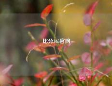 比分365官网