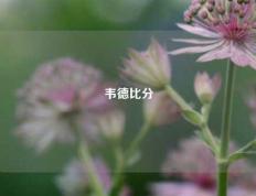 韦德比分