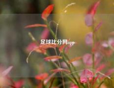 足球比分网app