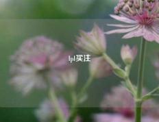 lpl买注
