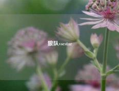 狼队vsestar