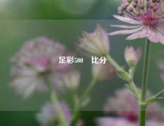 足彩500་比分