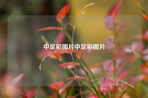 中足彩图片中足彩图片