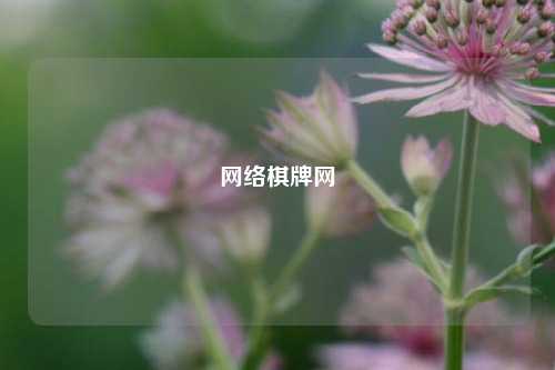 网络棋牌网