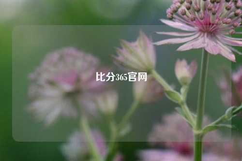比分365官网