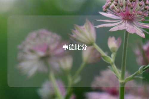 韦德比分