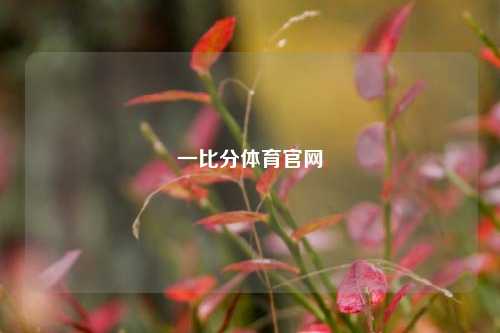 一比分体育官网