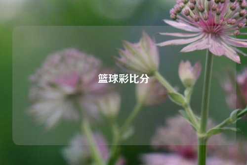 篮球彩比分