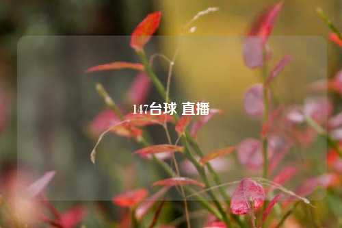 147台球 直播