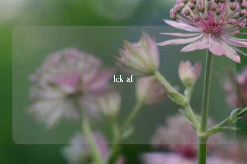 lck af