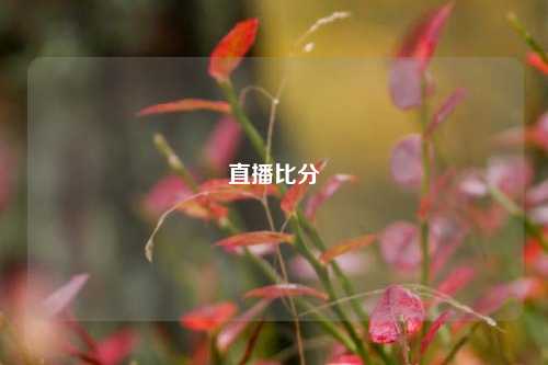 直播比分