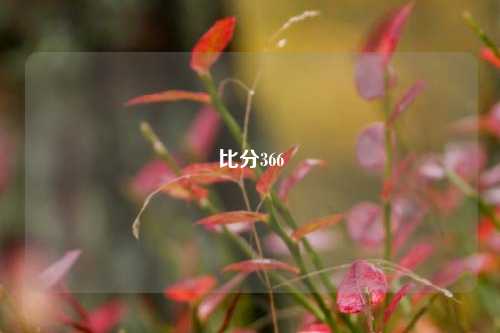 比分366